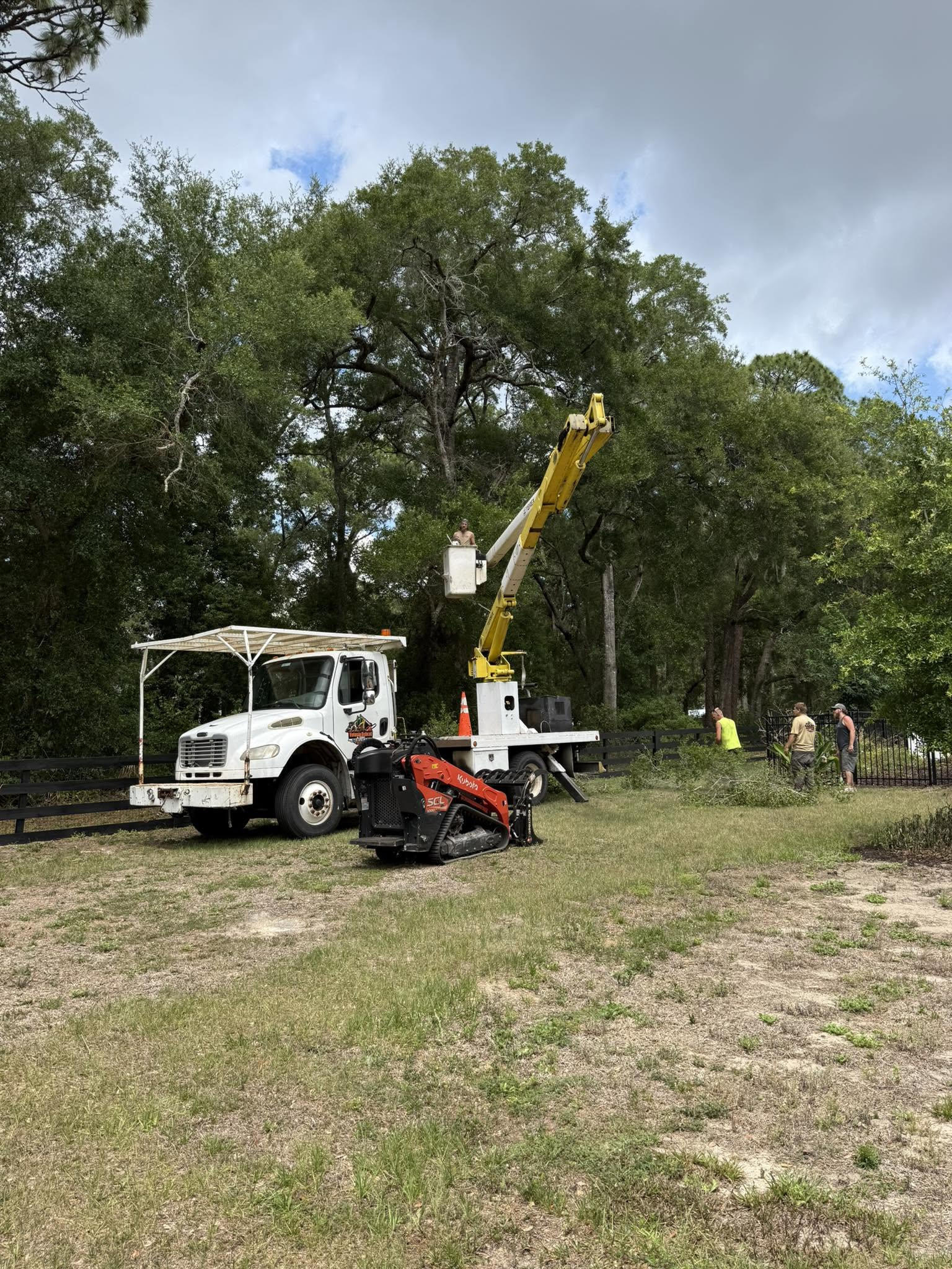 Professional Tree Removal Services