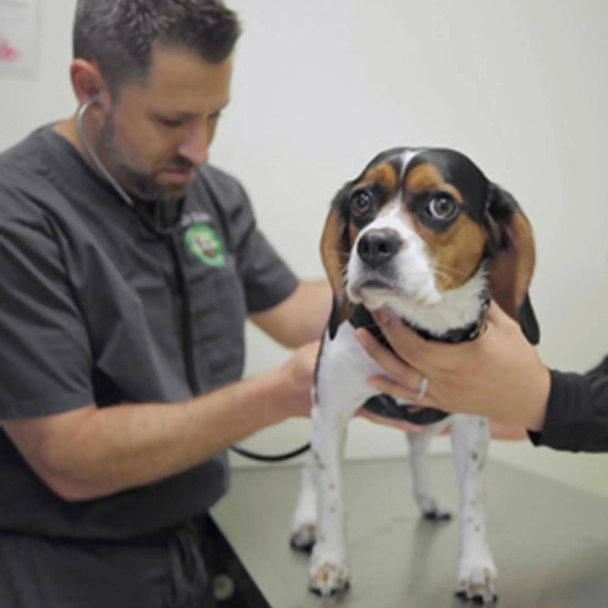 Cardiac Care for Your Pets