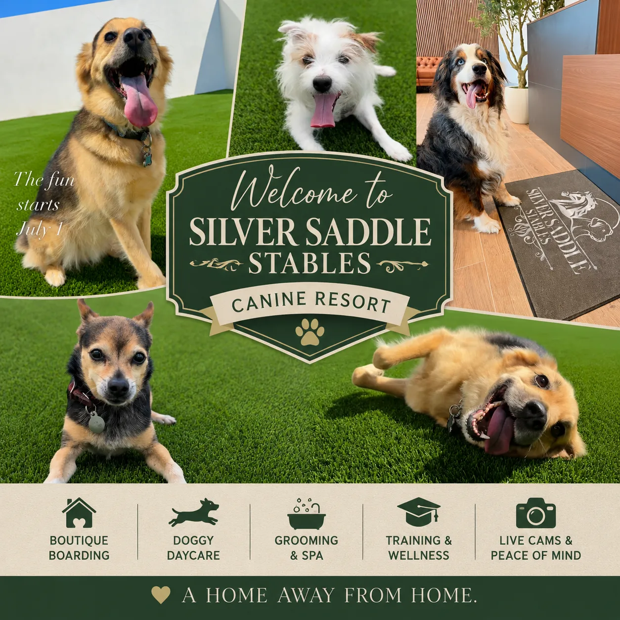 Enrichment activities at Silver Saddle Pet Resort