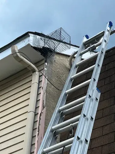 Comprehensive Squirrel Removal