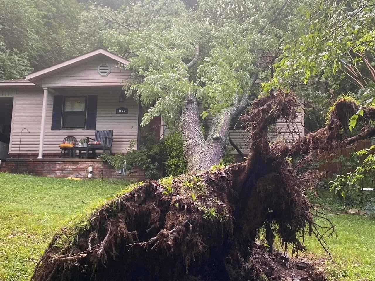 Comprehensive Care for Your Trees
