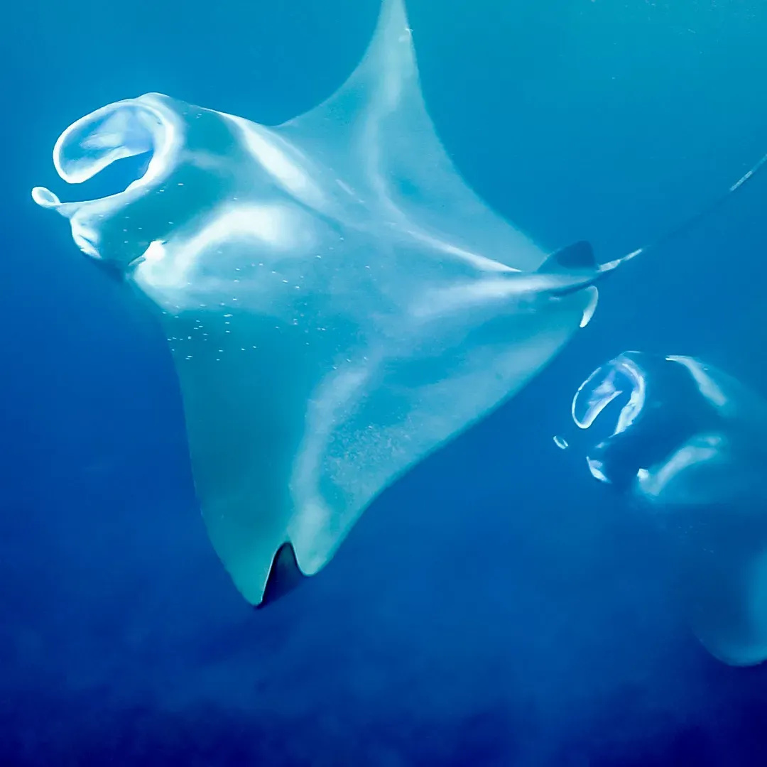 Everything Provided So You Can Simply Enjoy the Ocean