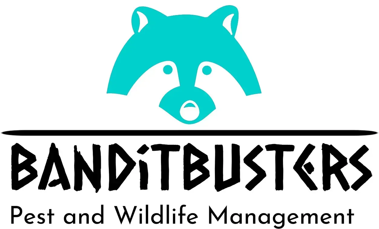 Responsible Wildlife Removal Throughout North Texas
