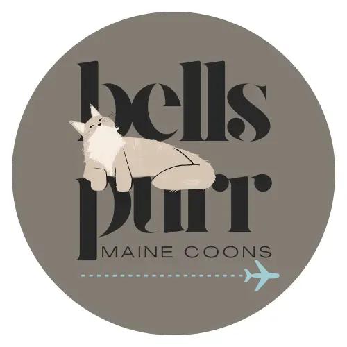 Bellspurr Cattery: Trustworthy Source for Maine Coons
