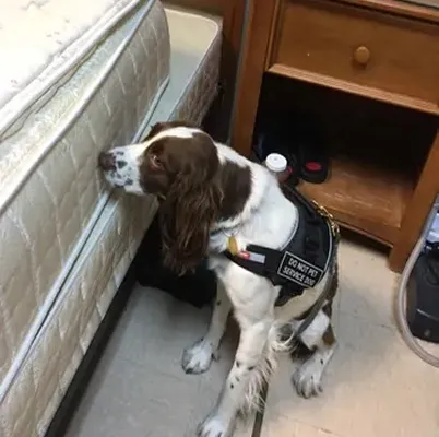 Experience Unmatched Accuracy with K9 Bed Bug Inspections