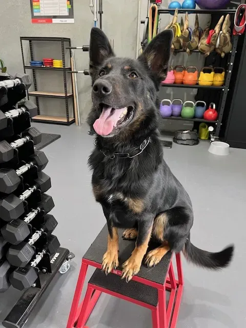 Defining Dog Reactivity