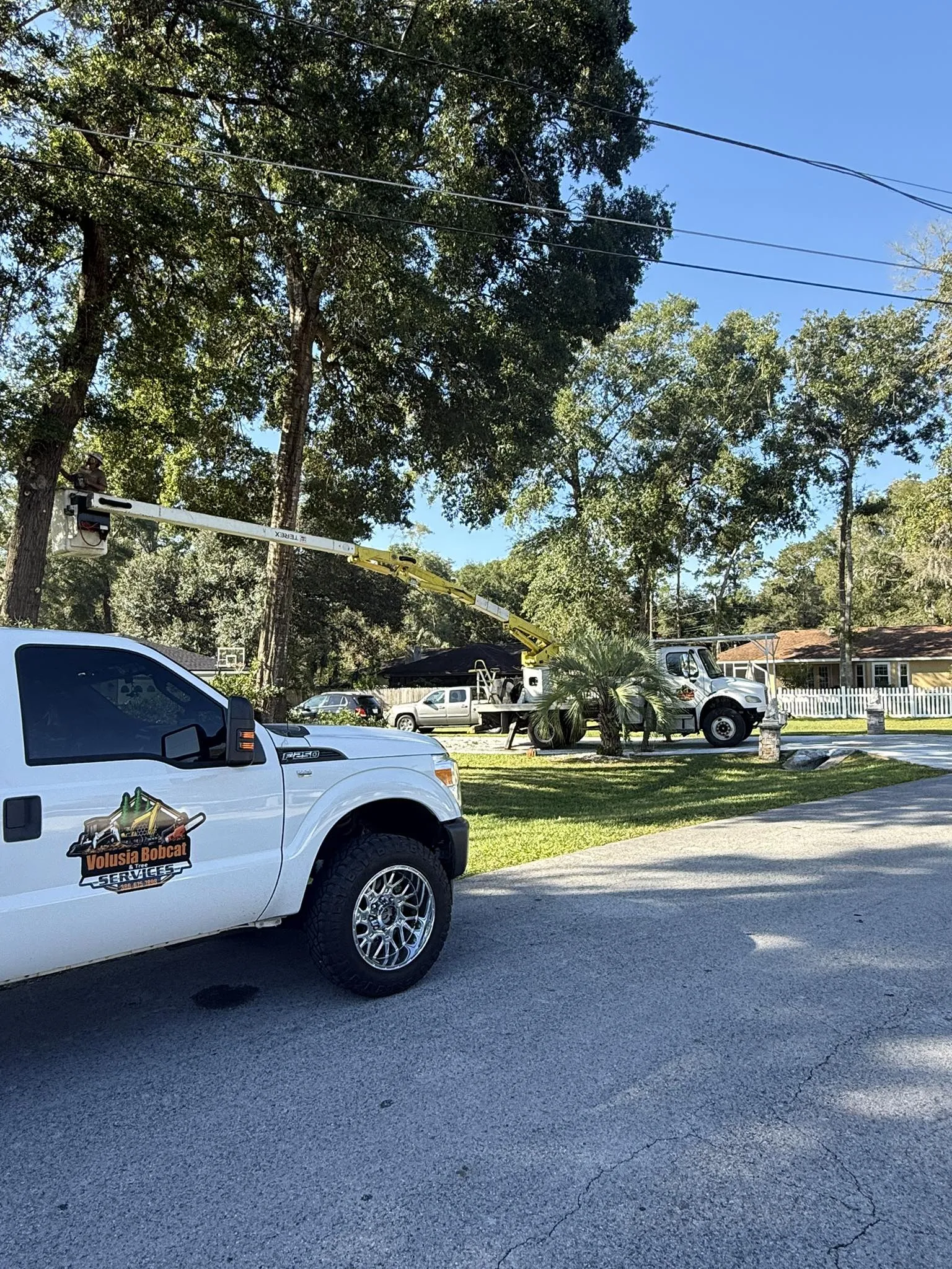 Emergency Tree Solutions at Your Service