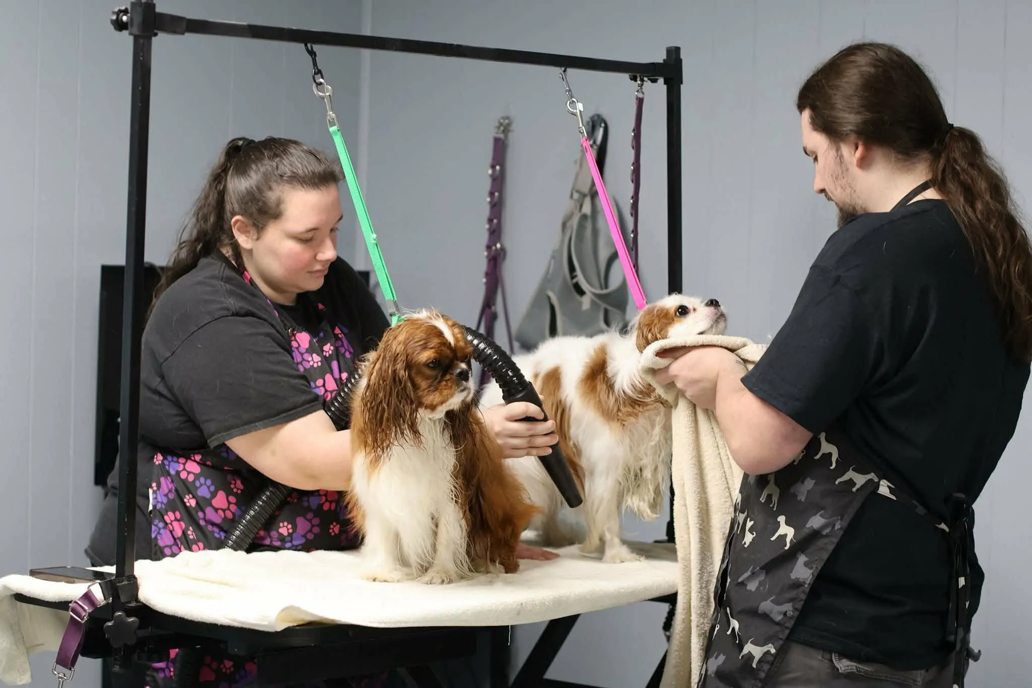 Trusted Professional Dog Grooming in Murrells Inlet