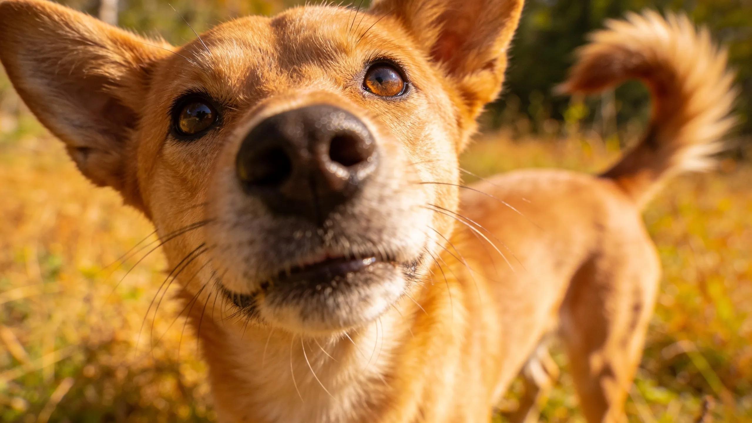 Dog demonstrating positive body language with alert ears and wagging tail