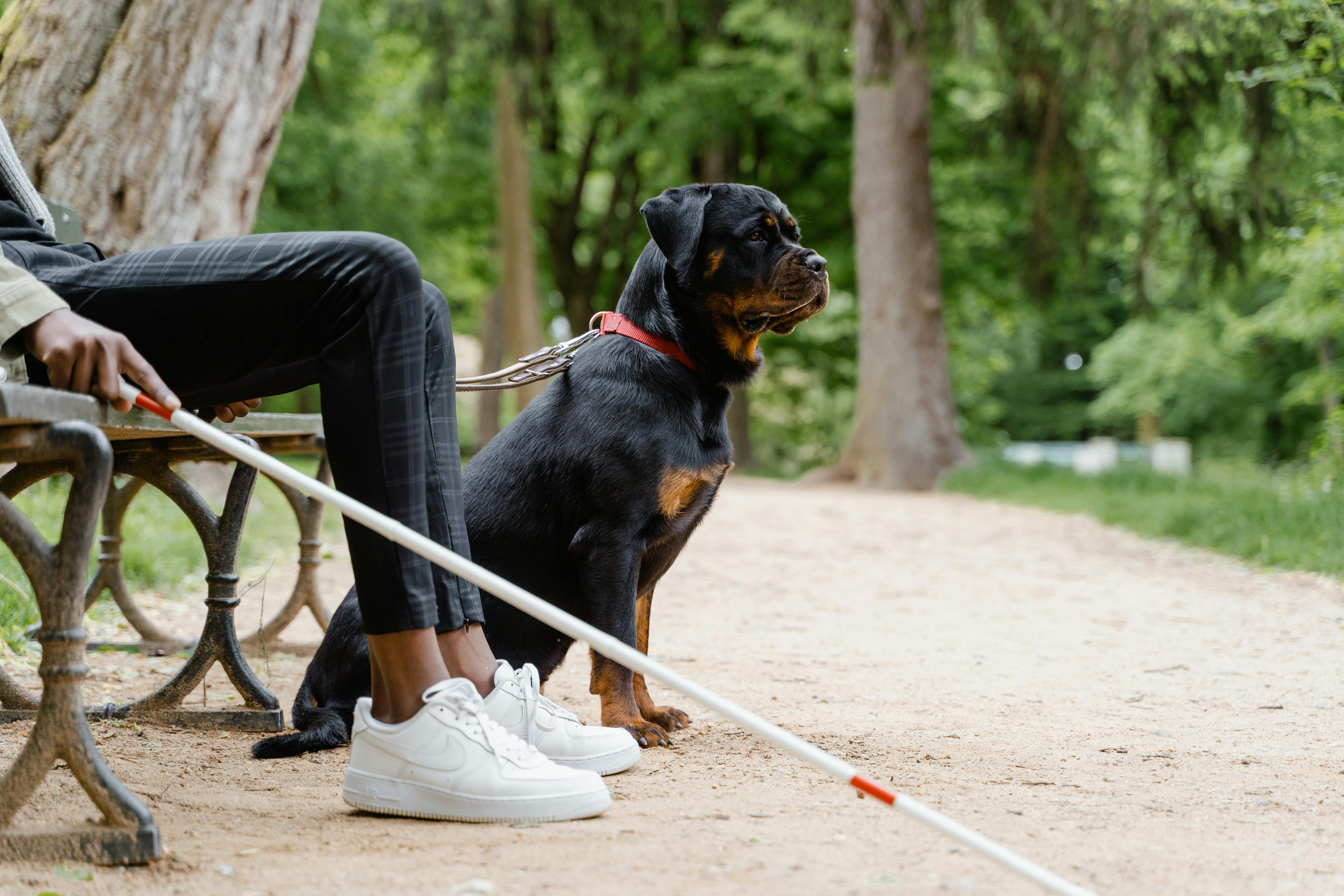 Dog trainer using techniques for managing aggressive behavior