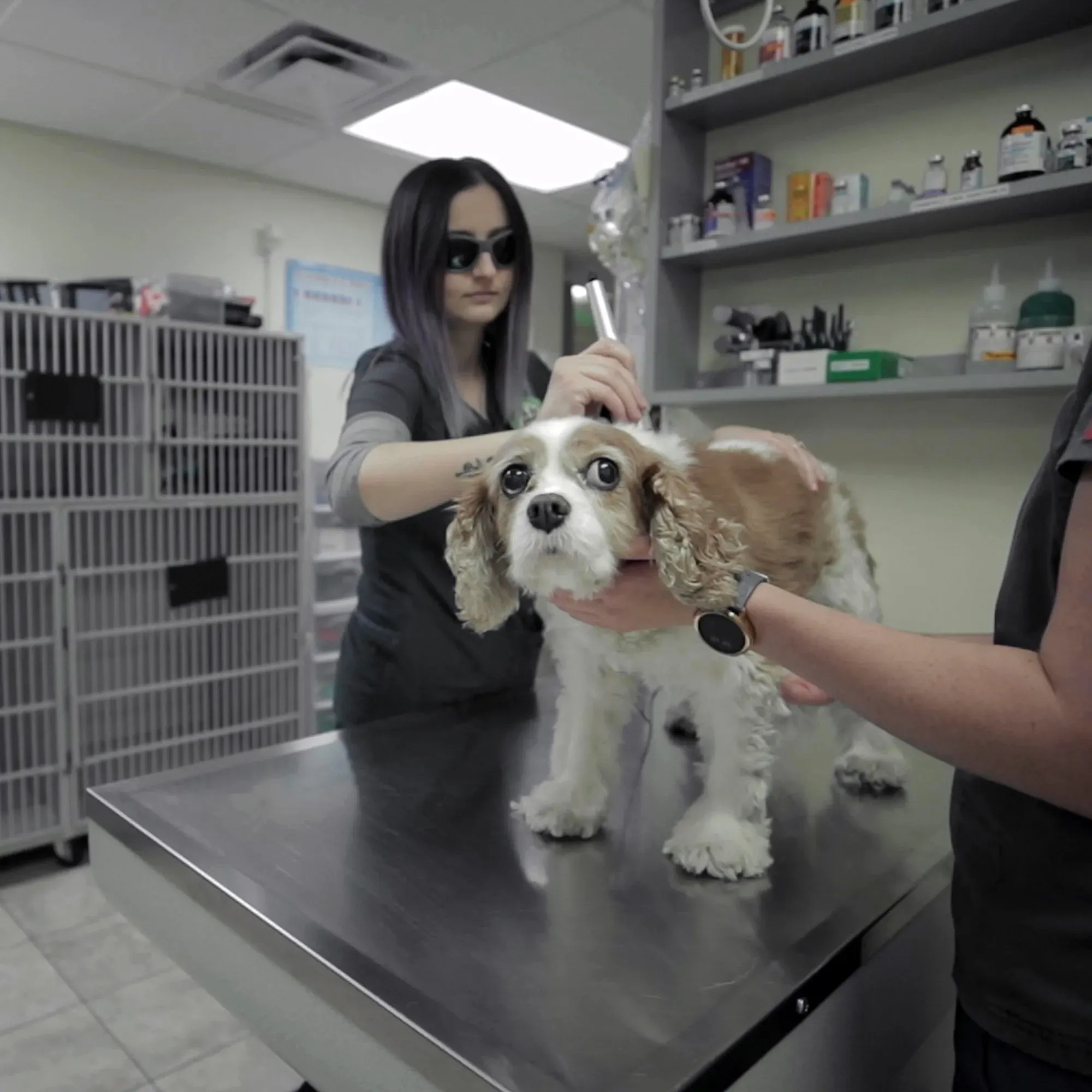Wellness Exams and Vaccinations