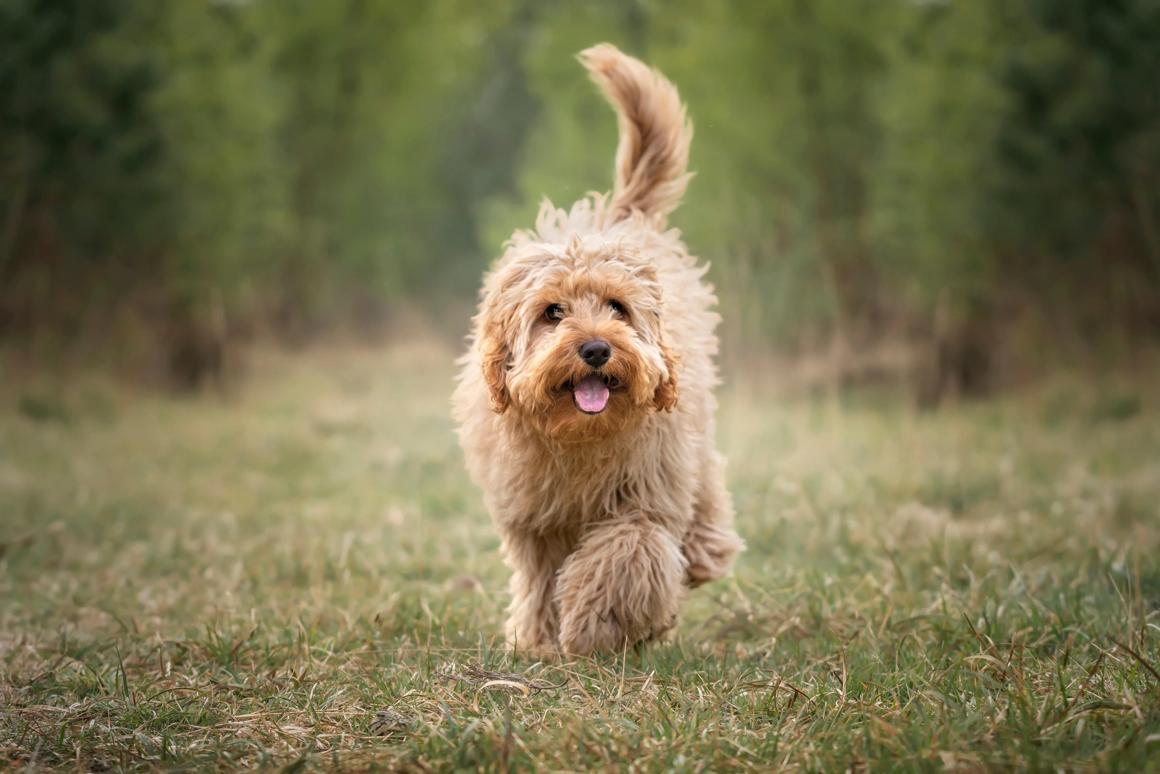 How Often Should I groom my Doodle?