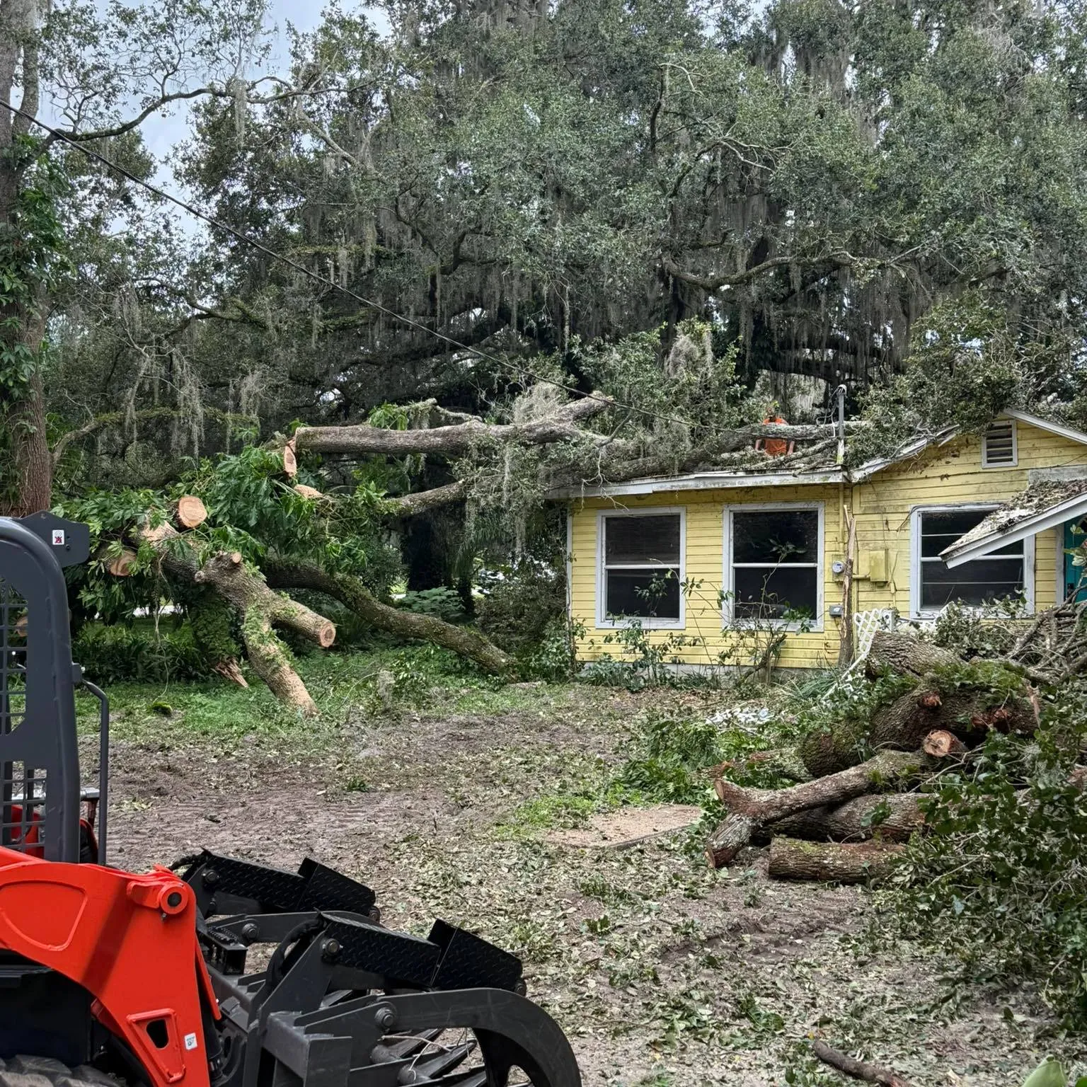 Immediate and Professional Emergency Tree Removal
