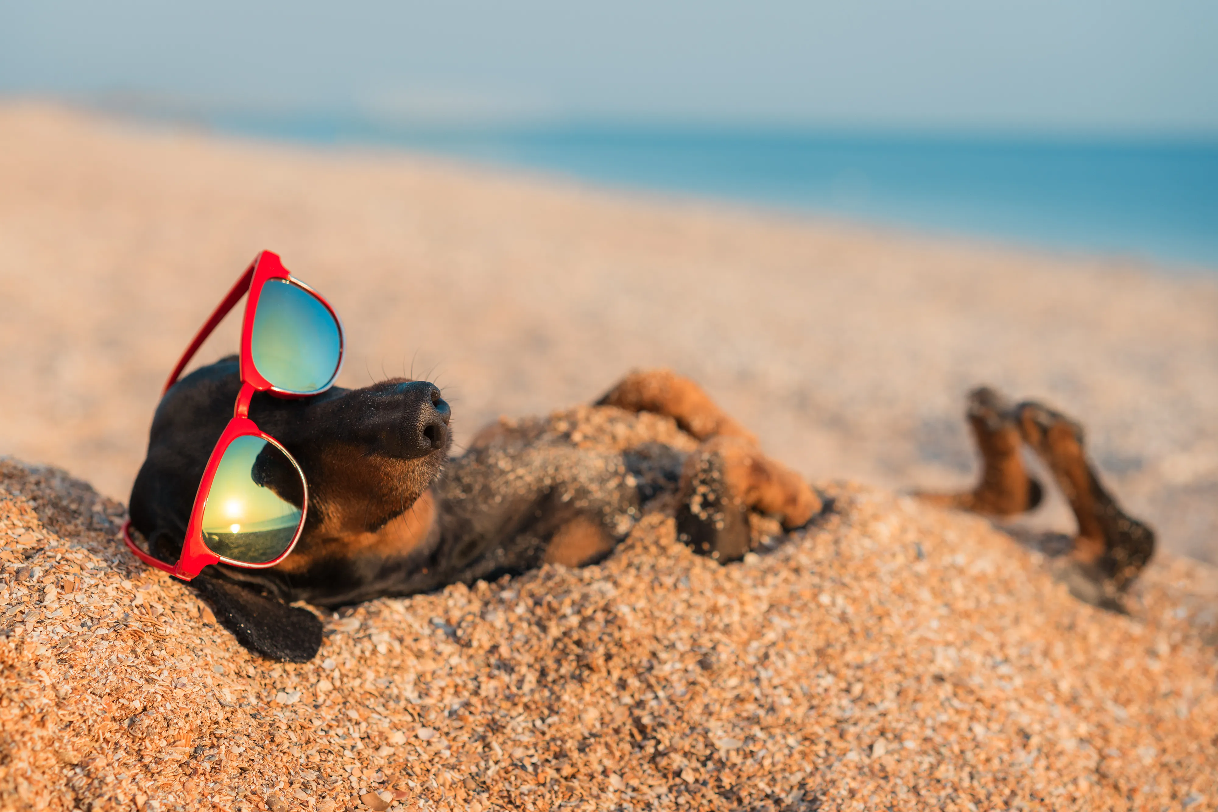 Salt Water & Your Dog's Fur: Why Post-Beach Grooming is Critical
