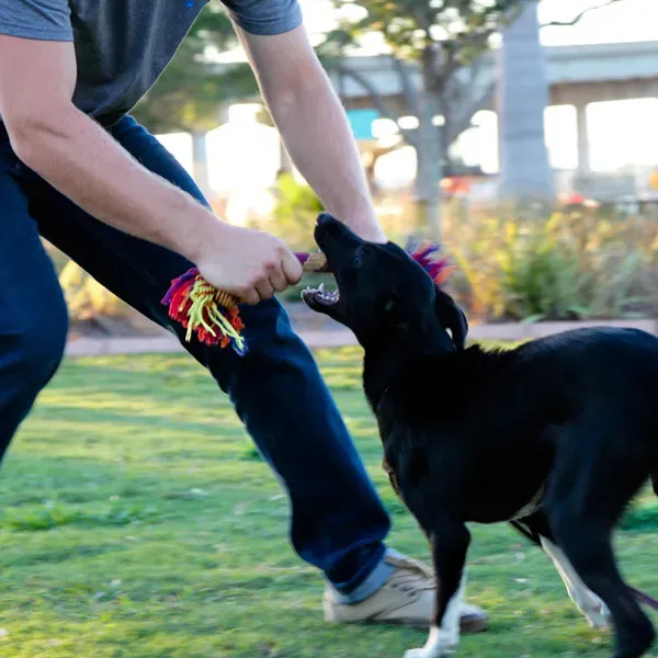 Expert Dog Training in Sarasota and Bradenton