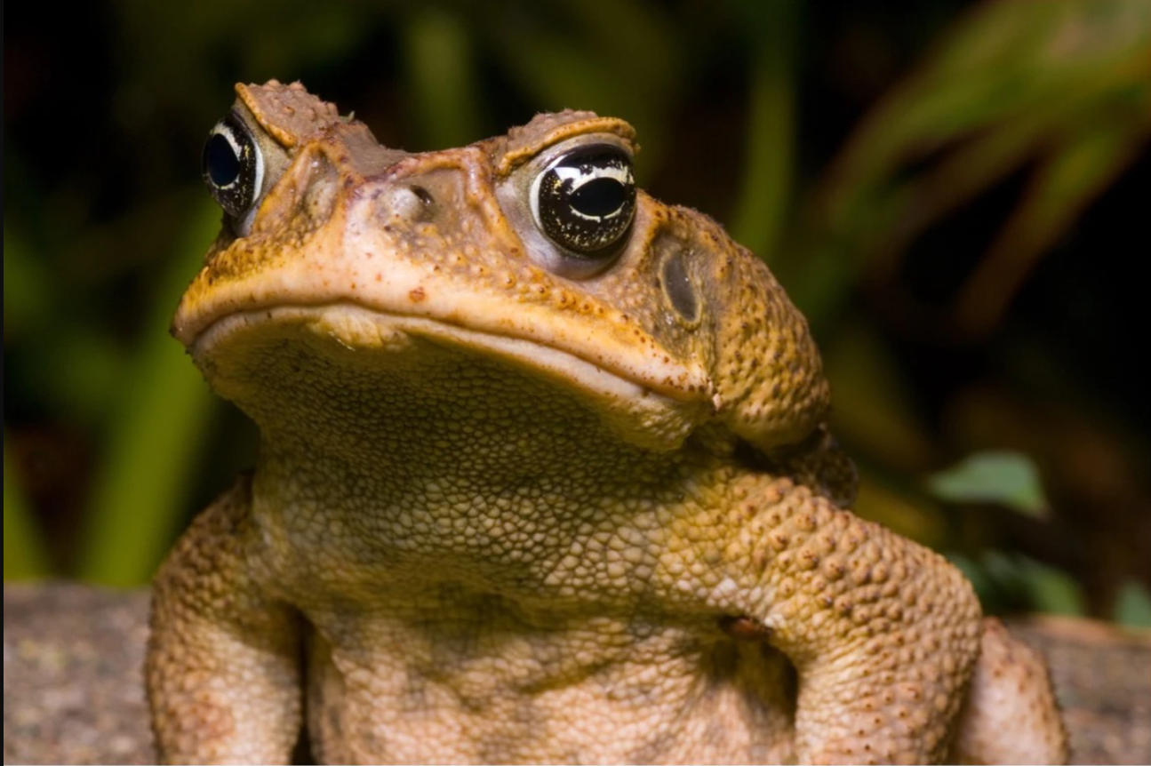 Cane Toad Removal Services 