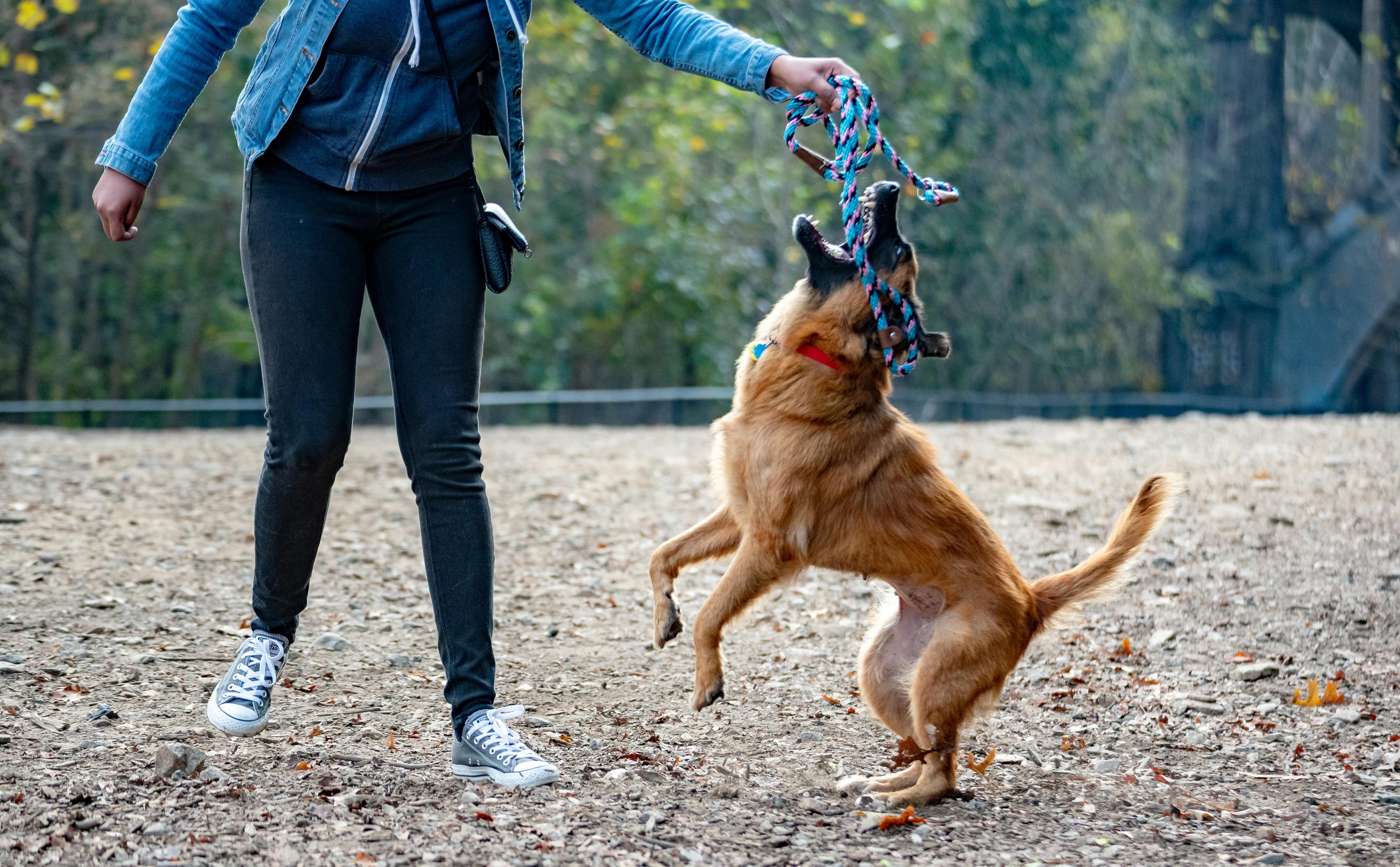Professional dog trainer engaging with a happy dog in a Los Angeles park
