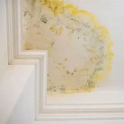 Mold inspector examining visible mold growth in a home environment