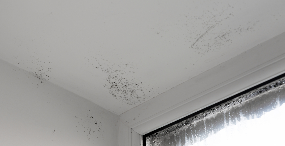 Close-up of black mold growth and heavy condensation near a window frame, often a secondary sign of hidden water spots on ceiling and high indoor humidity.