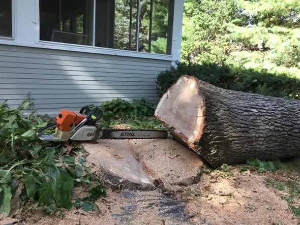 Rapid Emergency Tree Services
