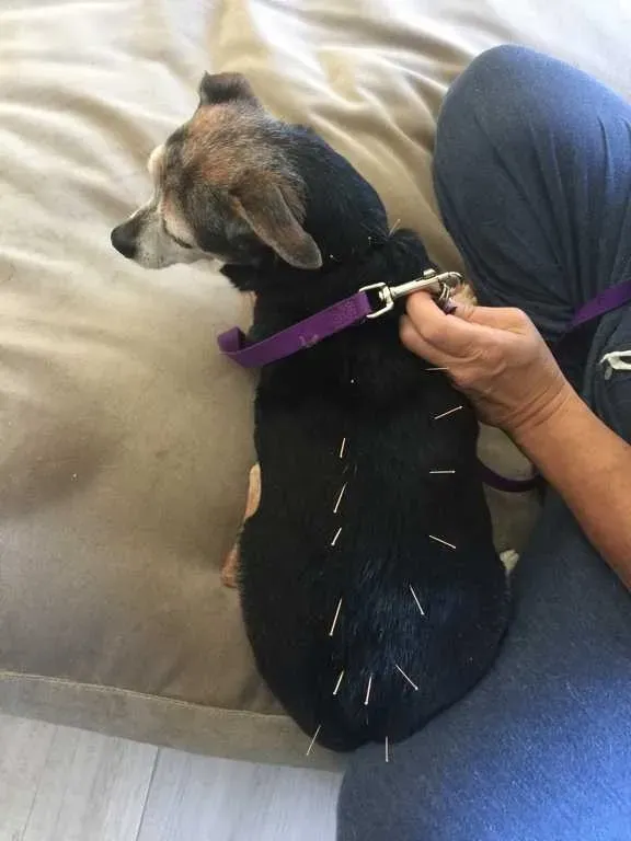 How Pet Acupuncture Provides Comfort and Pain Relief During End-of-Life Care