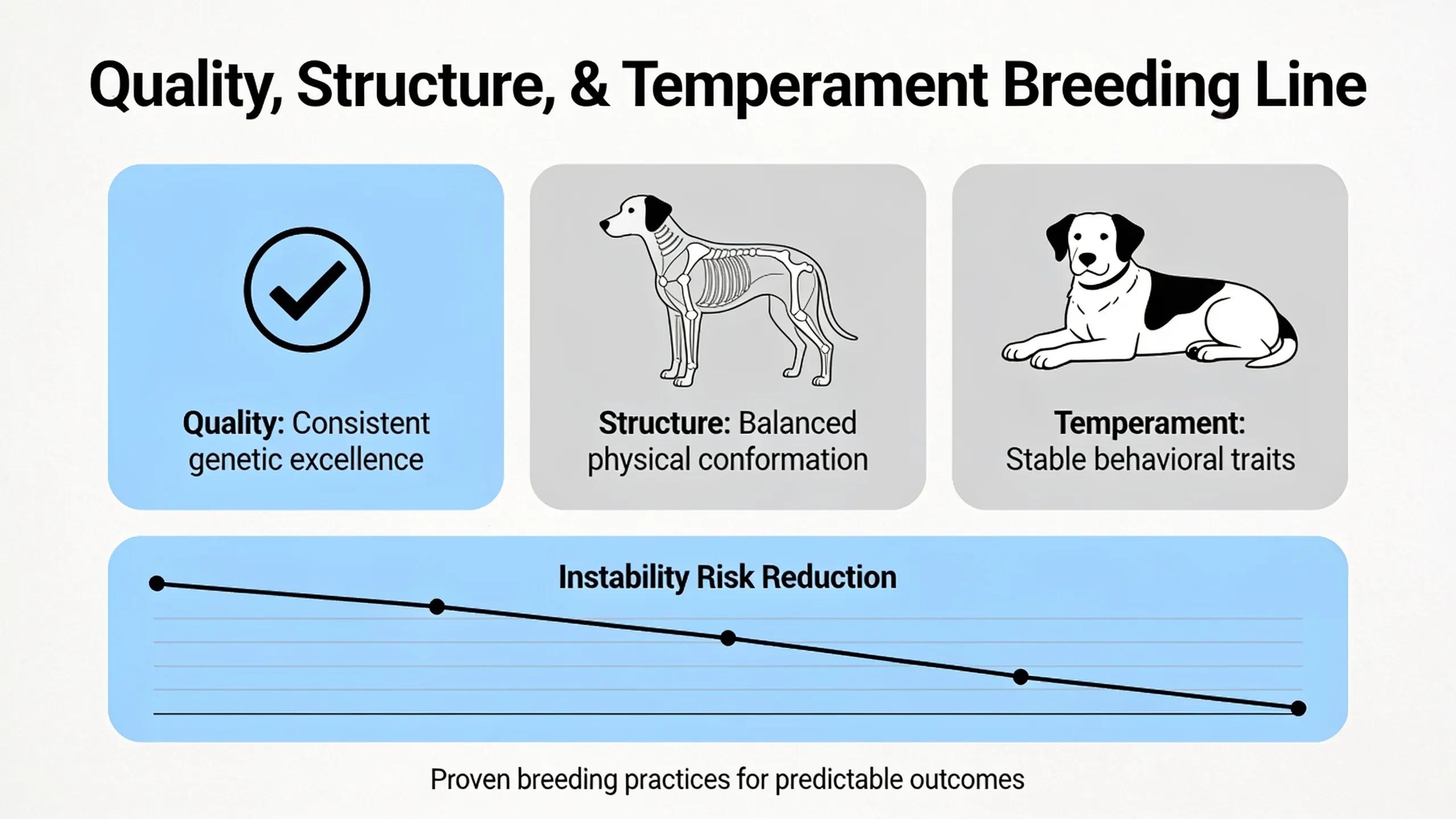 A breeding line built around quality, structure, and temperament reduces the risk of instability