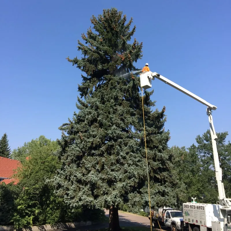 Professional arborist pruning a tree, showcasing the importance of expert tree maintenance