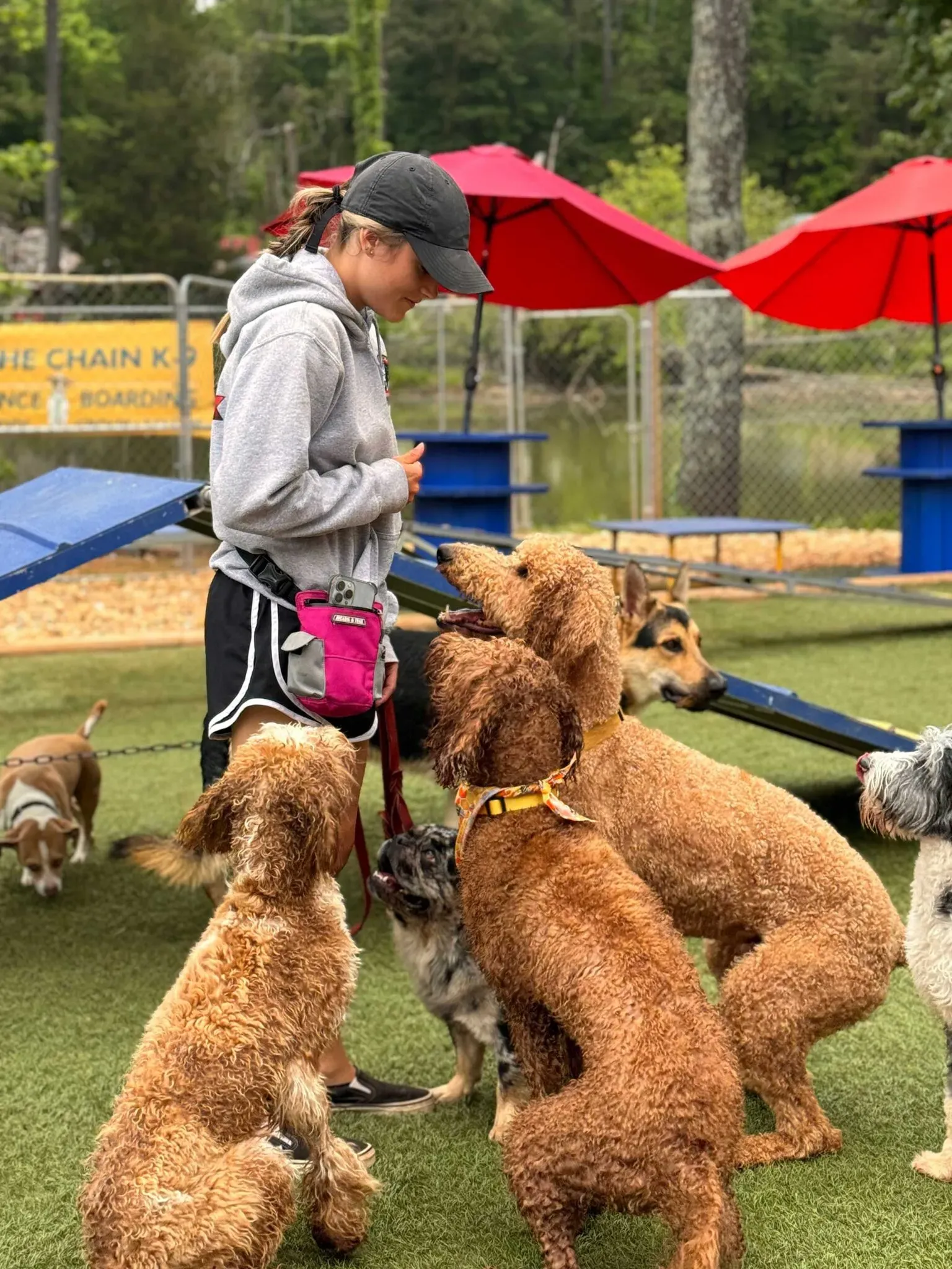 Dog Boarding Checklist: Preparation for Safe Overnight Care 3 Comfort items for a dog including a blanket and toys to ease boarding stress
