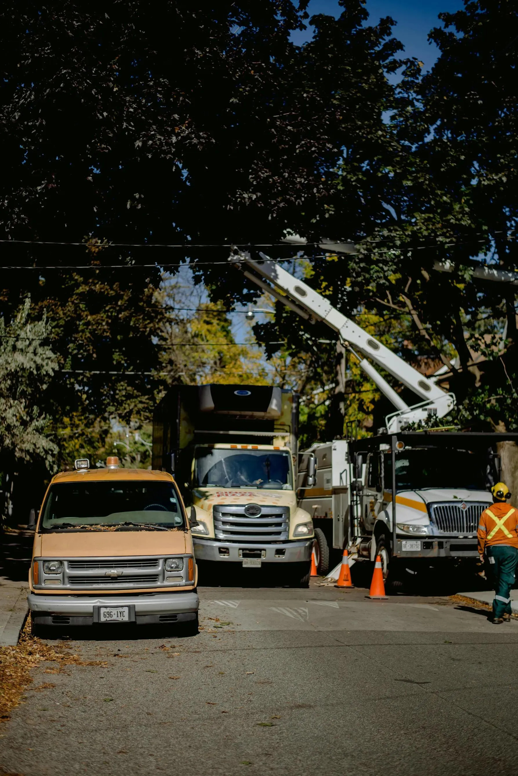 Complete Tree Removal Solutions