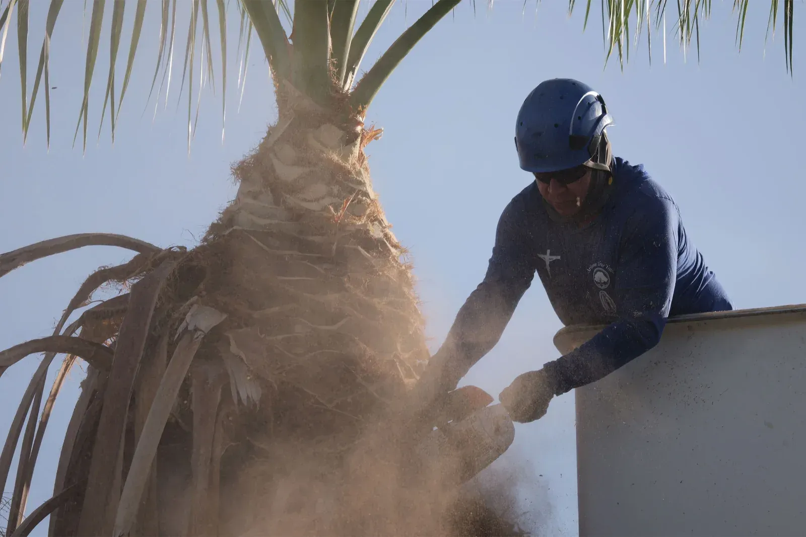 Quality Tree Trimming Services to Promote Healthy Development