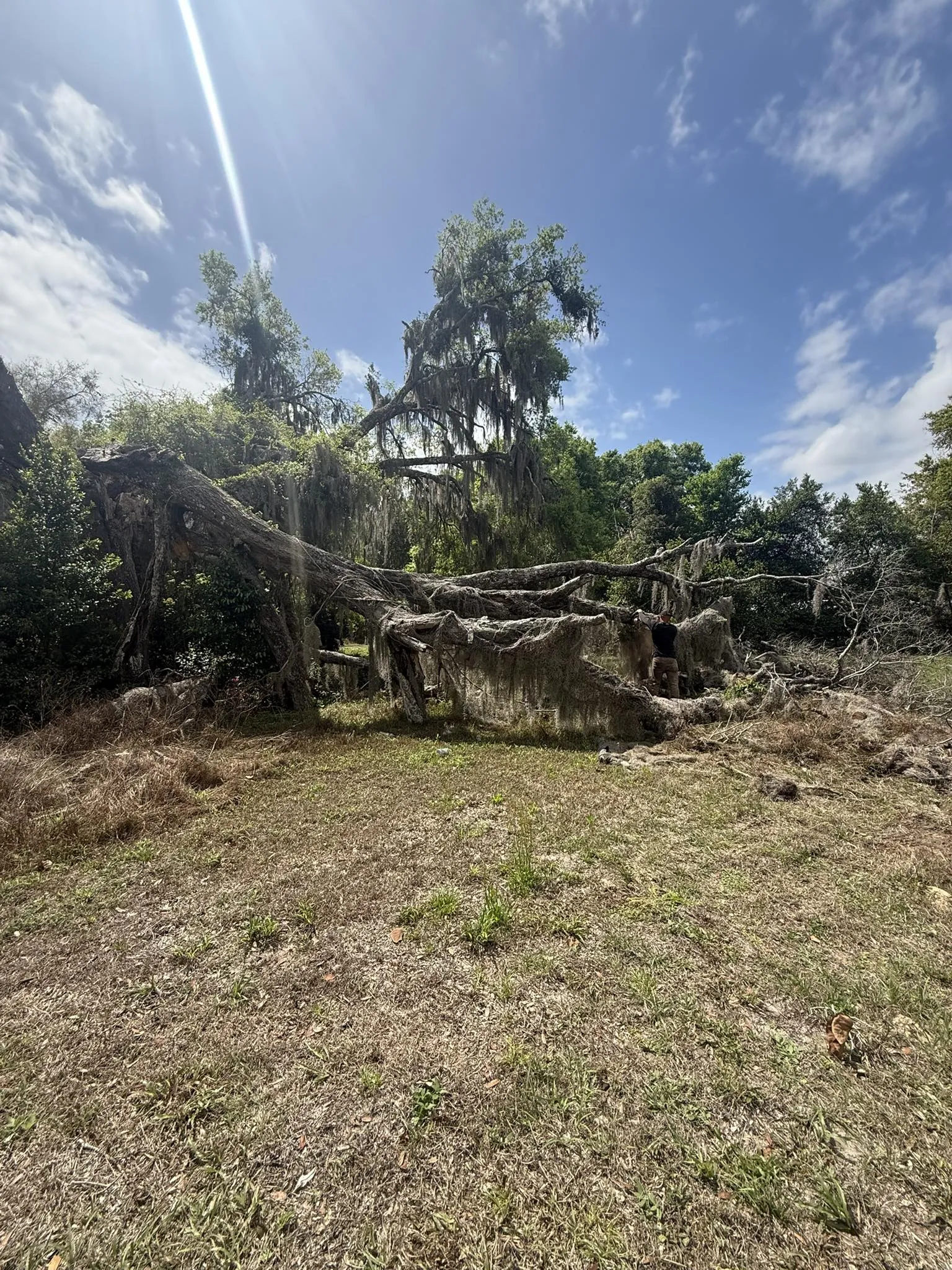 Tree Trimming, Canopy Lifting, and Stump Grinding in DeLand