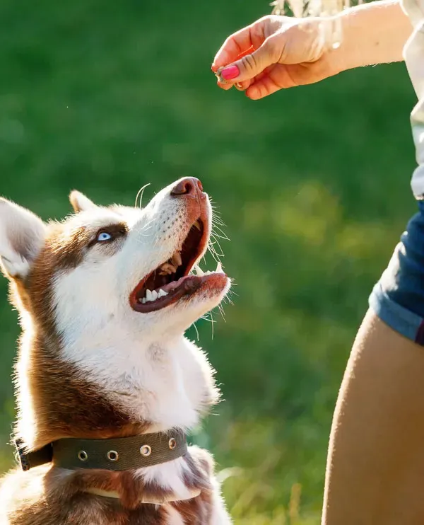 Advanced Dog Obedience Programs