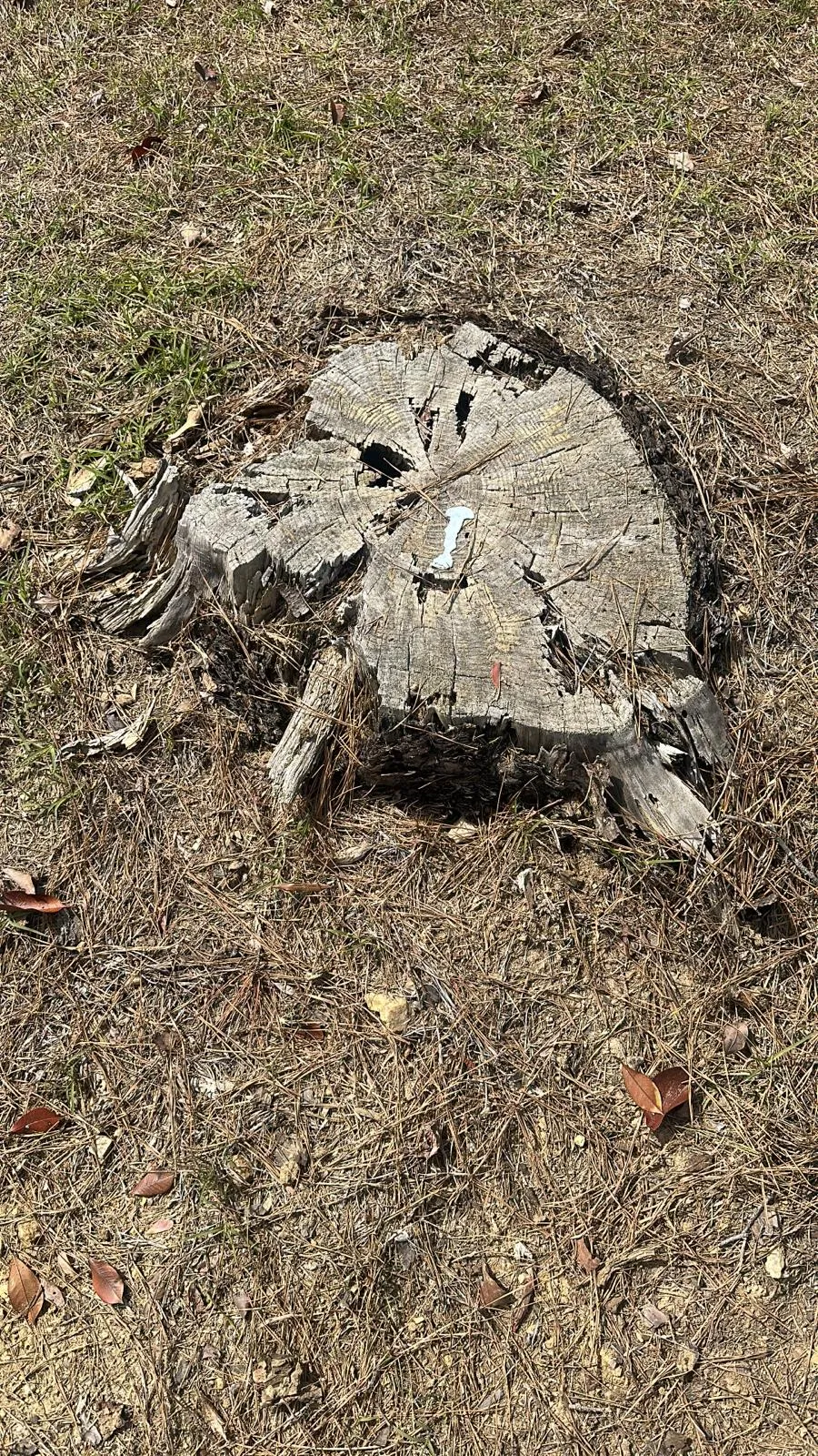 Trusted Tree Services: Professional Tree Removal & Stump Grinding Solutions