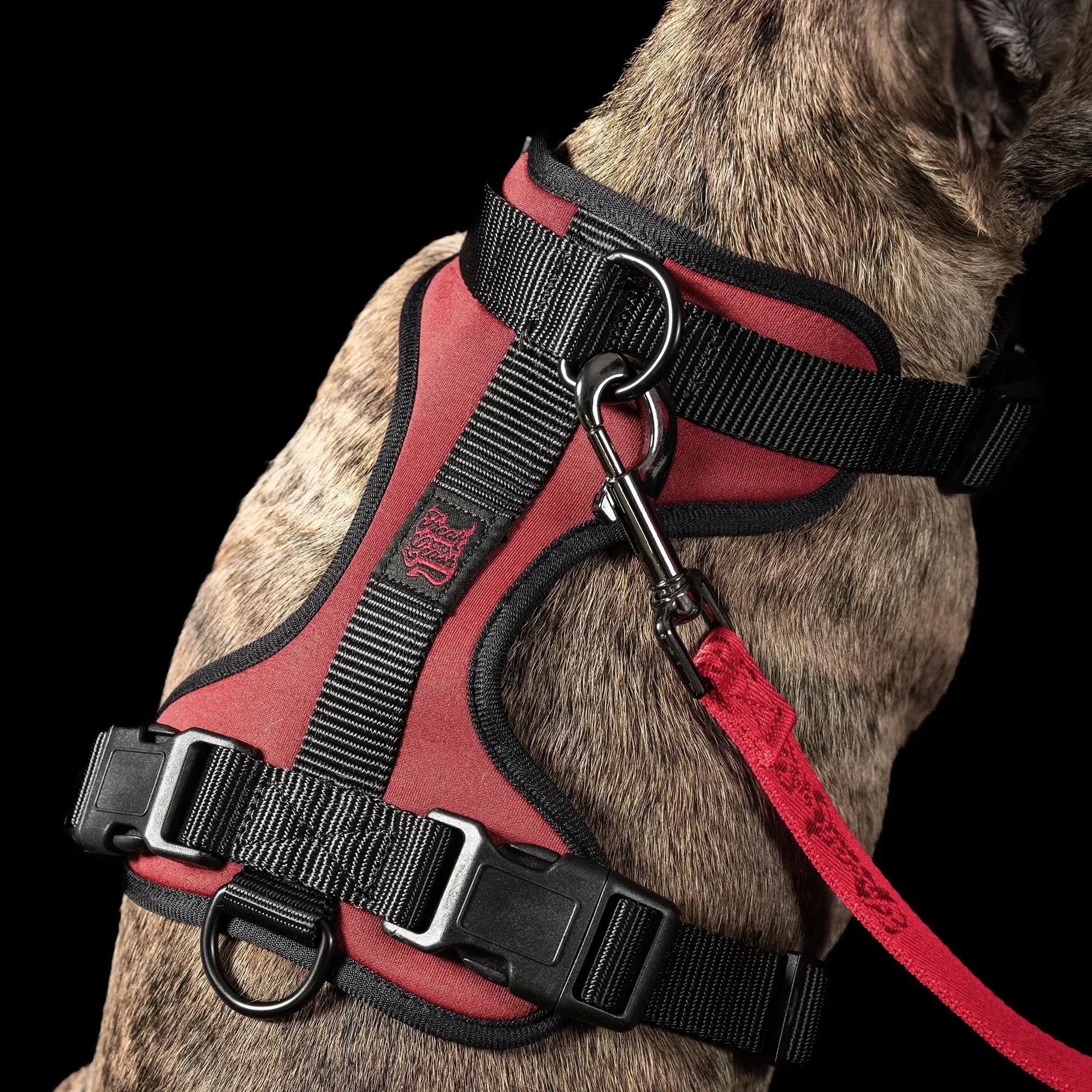 Beyond Ordinary: Pet Styling Tips