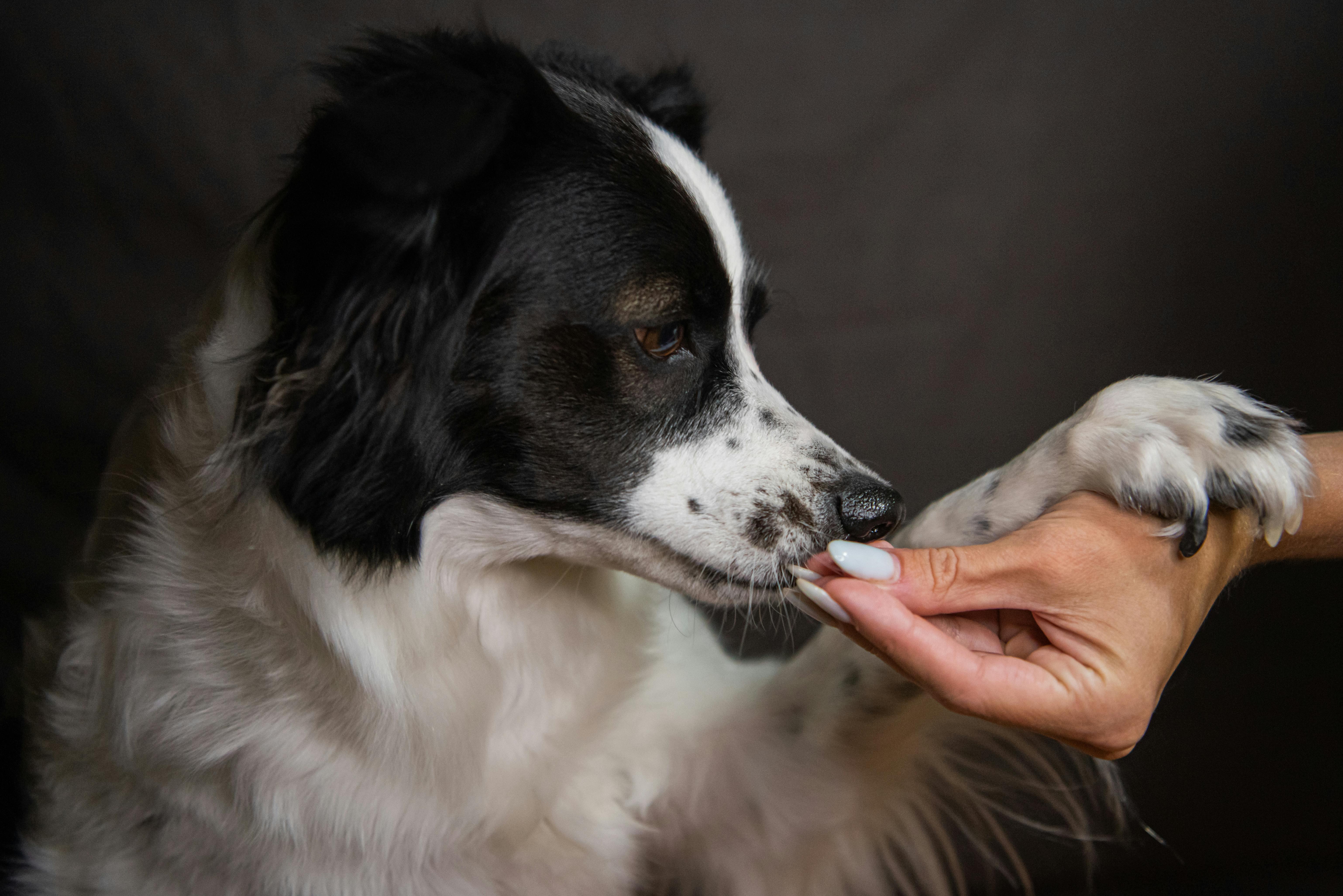 Dog receiving positive reinforcement during training with a treat