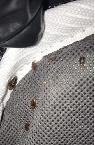 How to spot early signs of Bedbugs