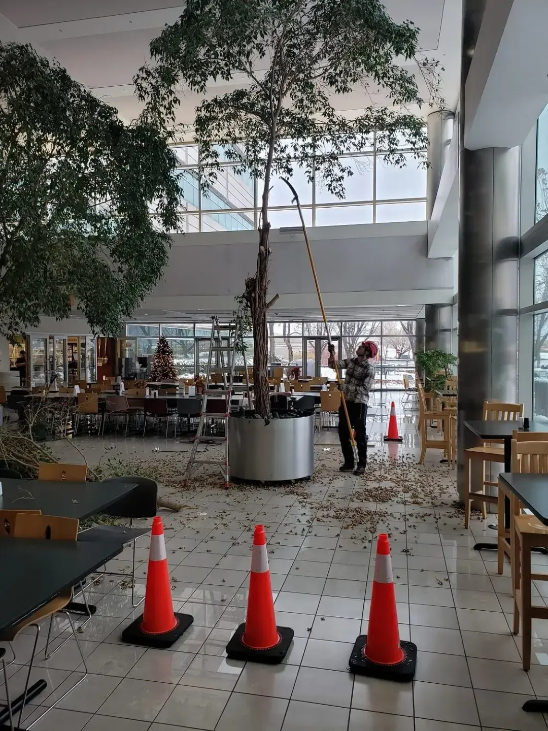 Ensuring Safety During the Tree Trimming Process