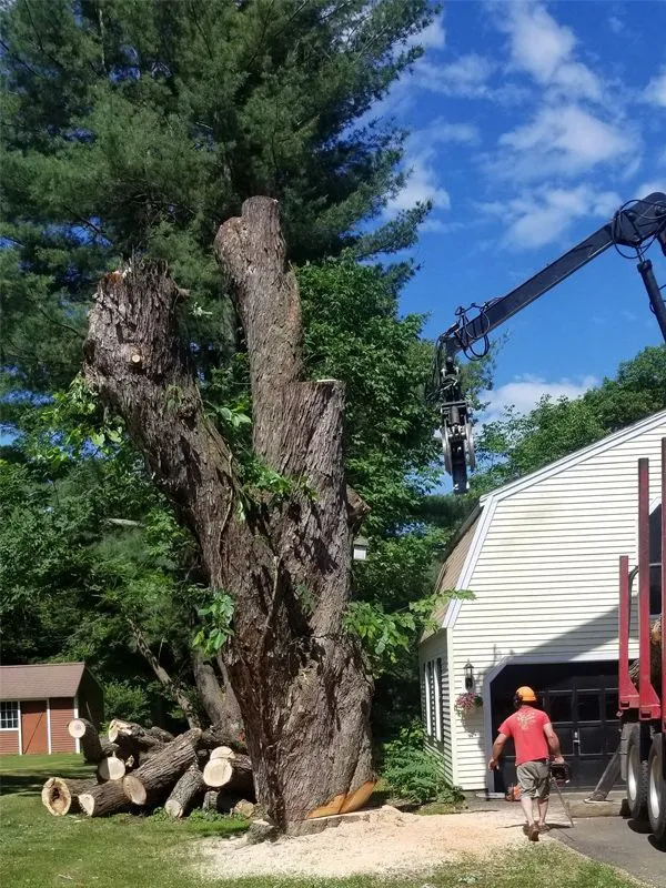 Comprehensive Tree Service Across Southern NH