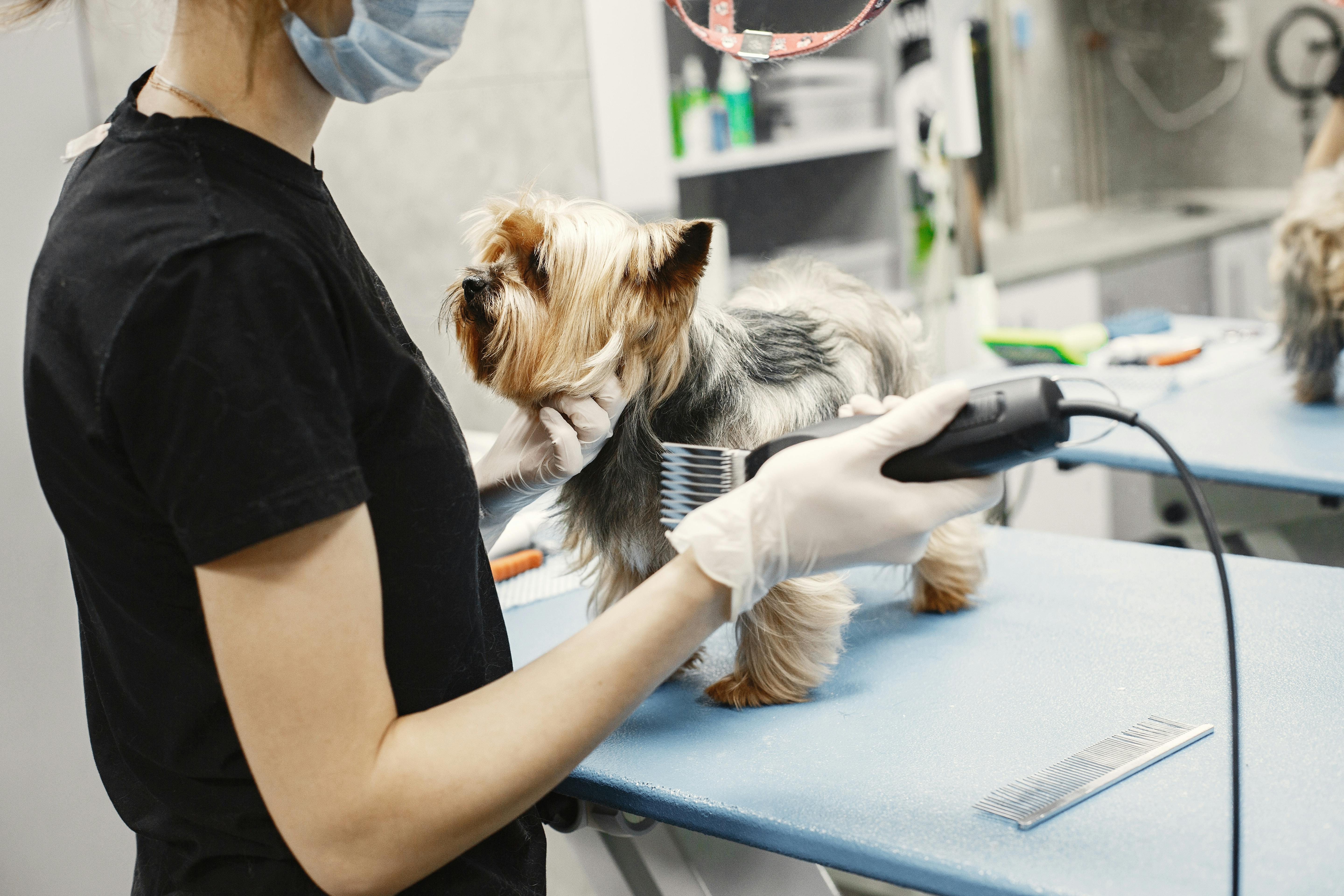 Professional caregiver interacting with puppies in a clean and safe boarding facility