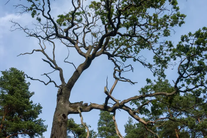 Dying oak tree