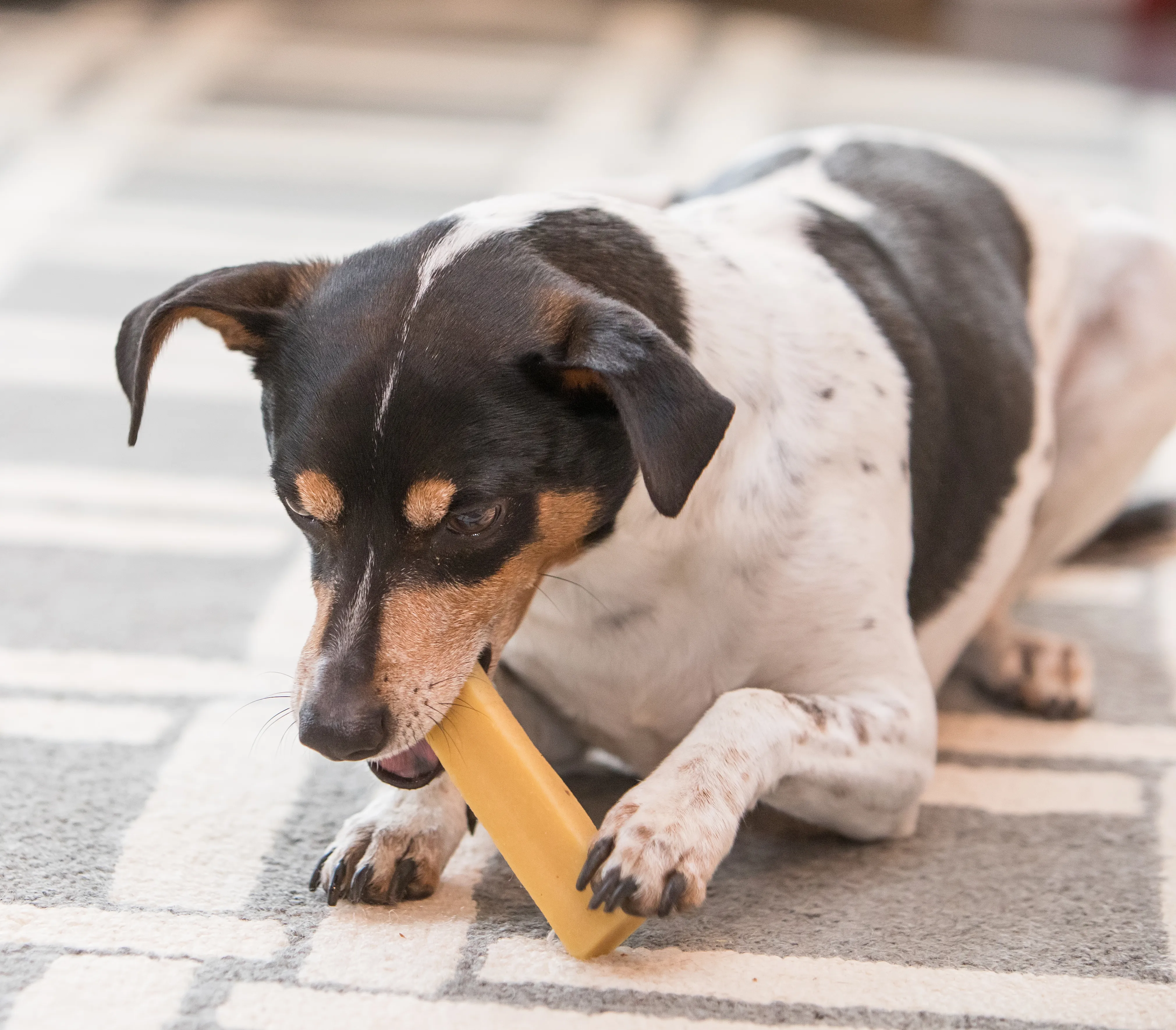 Dog chewing on a chew toy while lying on a rug
