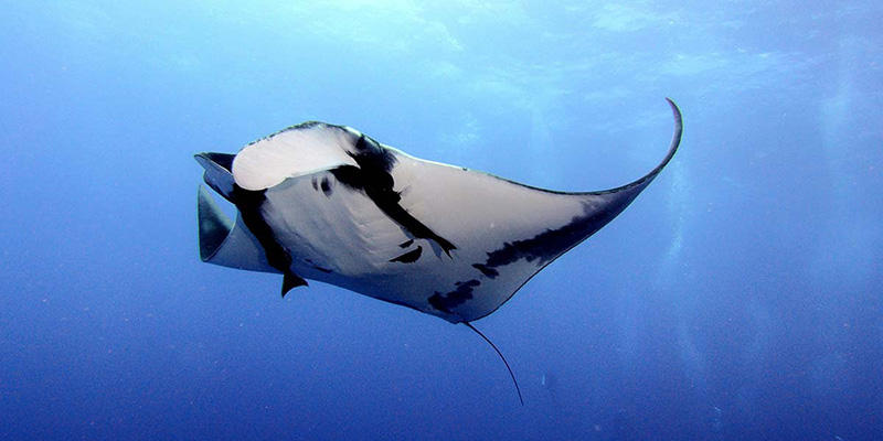 Top Rated Kona Snorkel Tours