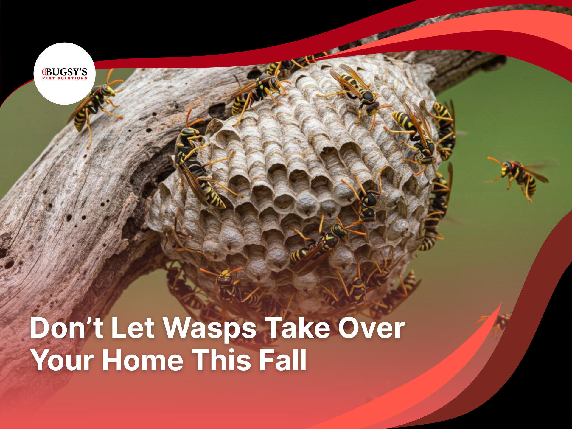 Expert examining various wasp species on a nest for effective removal