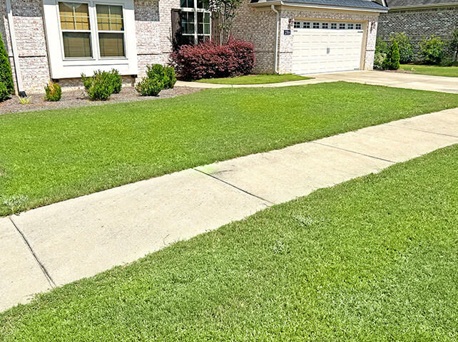 Protecting Auburn Lawns from Pests and Insects