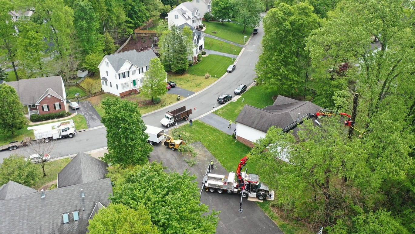 Professional Tree Removal Services