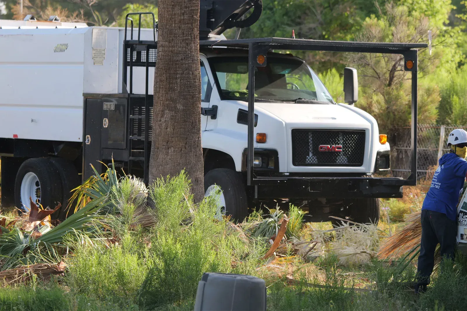 Stump Grinding Solutions and Care for Palm Trees