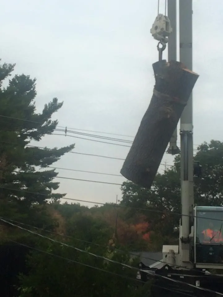 Emergency Tree Cutting Service: 24/7 Response