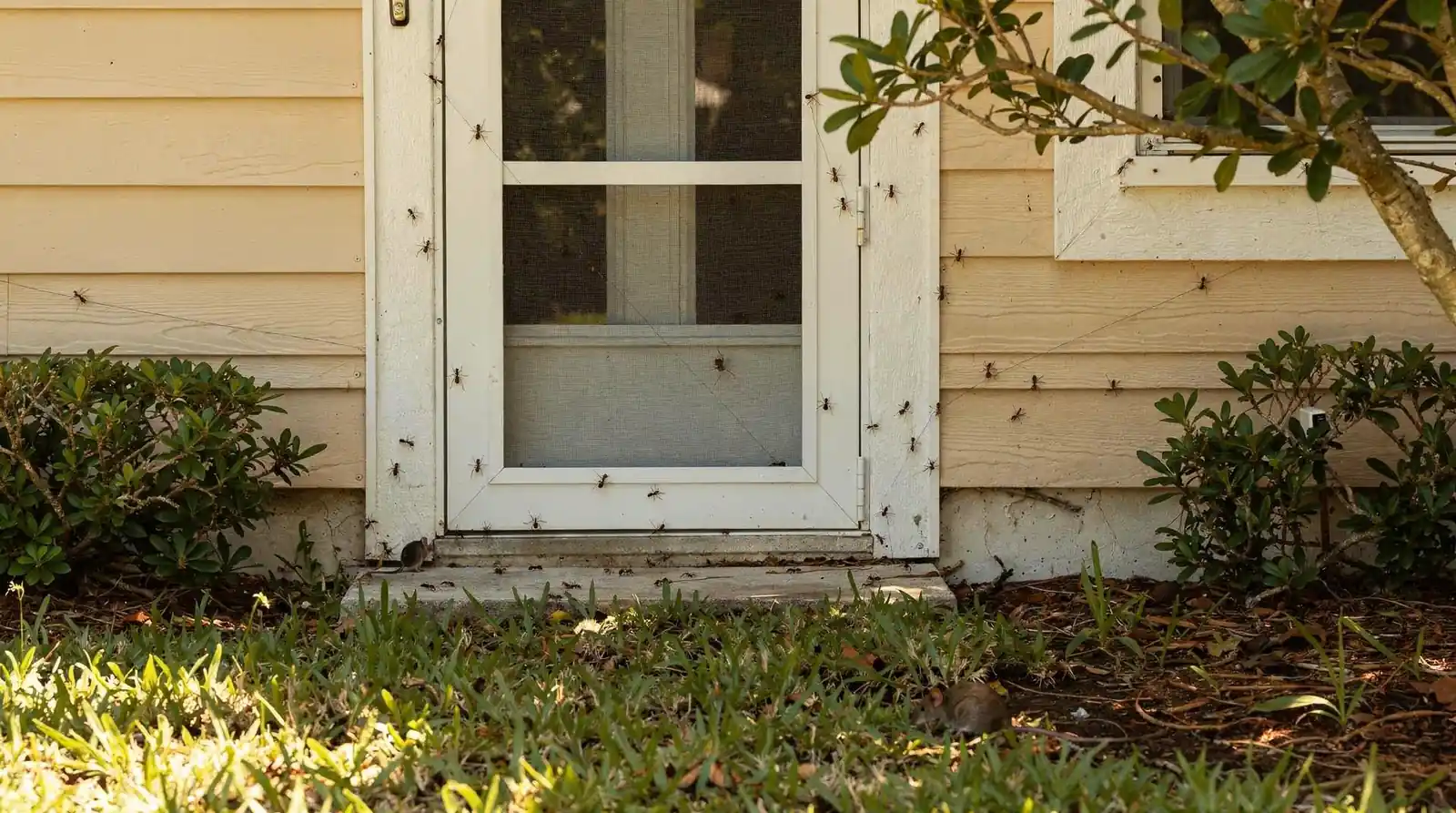 Homeowners should check door frames, window screens, siding, and foundation gaps, since small cracks let