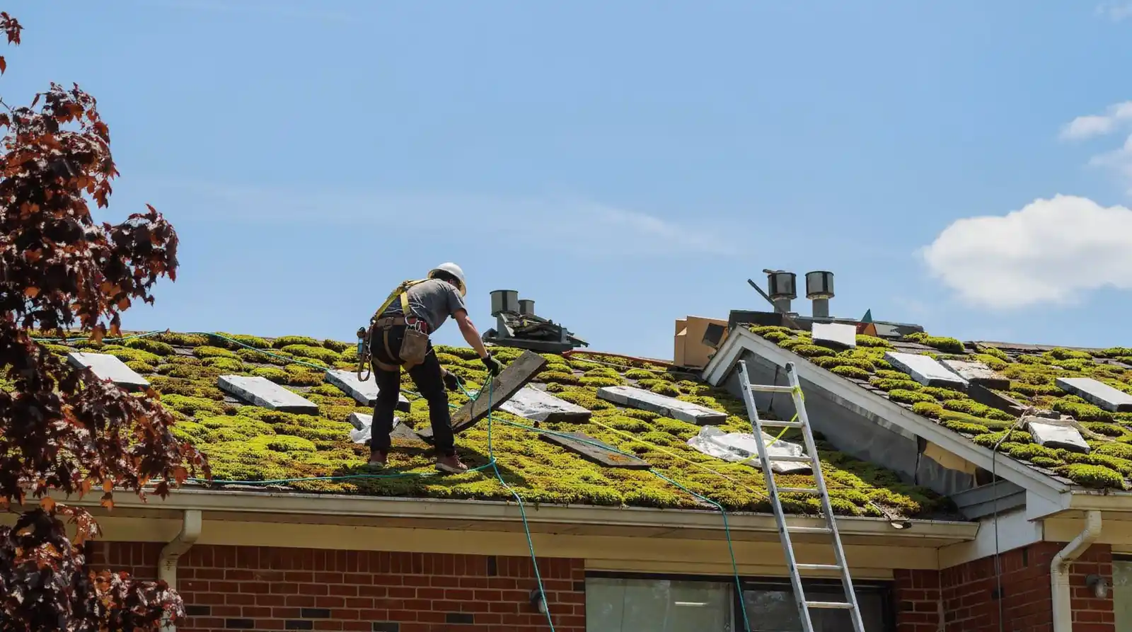 Moss growth is common enough on South Puget Sound roofs that United Roofing Solutions offers Moss growth is common enough on South Puget Sound roofs that United Roofing Solutions offers