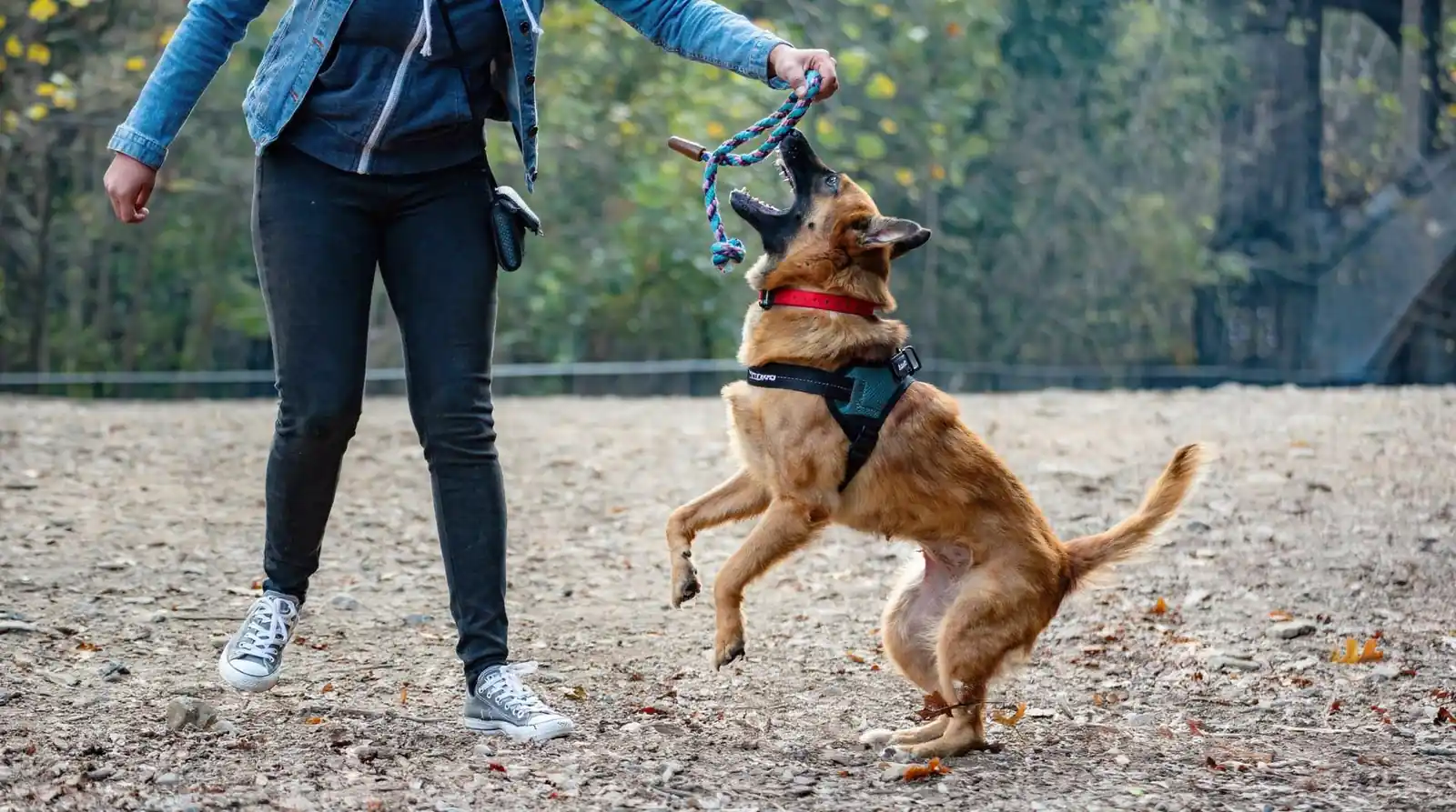 Understanding and monitoring canine body language helps trainers respect a dog's signals and prevent stress-driven